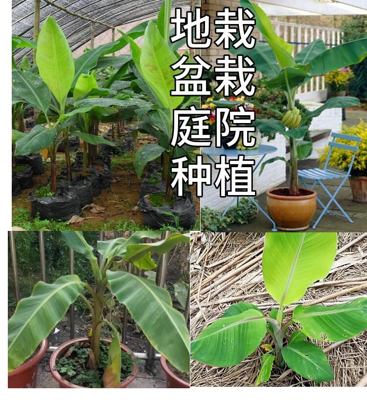 适合北方南方种植小米蕉8年苗结果多多>热卖品种:香蕉树苗适用空间