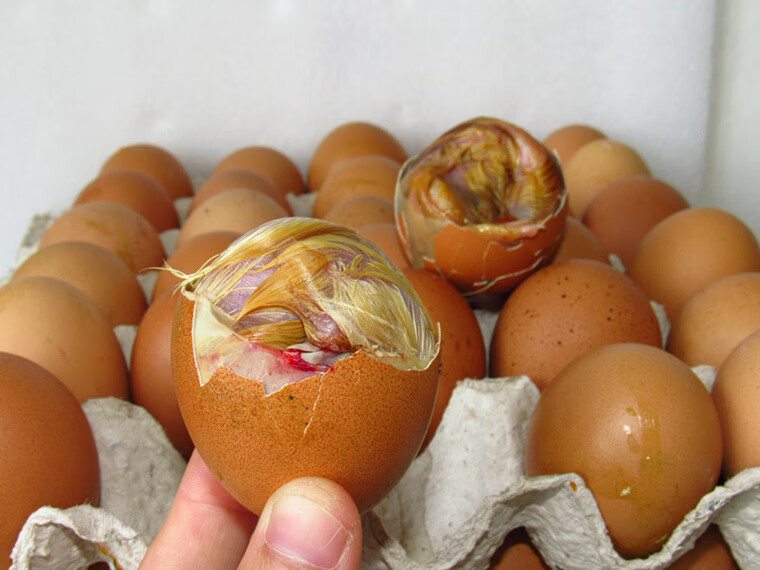 毛蛋农家鸡胚蛋新鲜毛鸡蛋旺鸡蛋喜蛋活珠子凤凰蛋