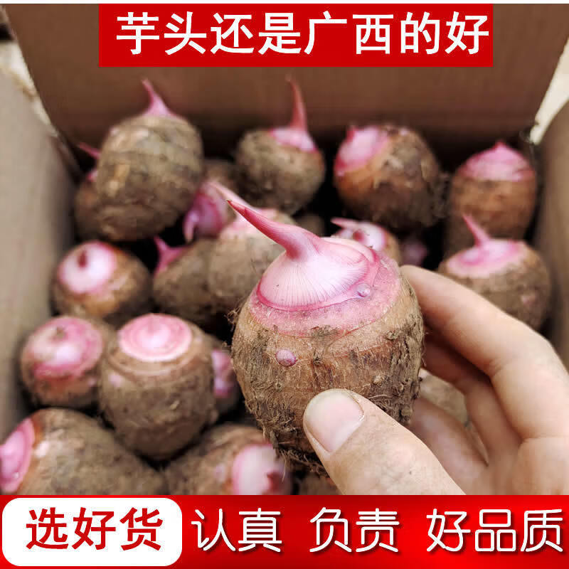 正宗荔浦红芽芋广西小香芋现挖小芋头粉糯口感小芋仔新鲜芋艿魔芋 5斤