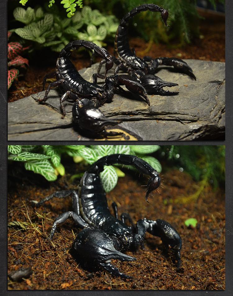 亚洲雨林蝎超大宠物黑蝎子活体温顺可上手爬虫宠物7月10日发完610cm