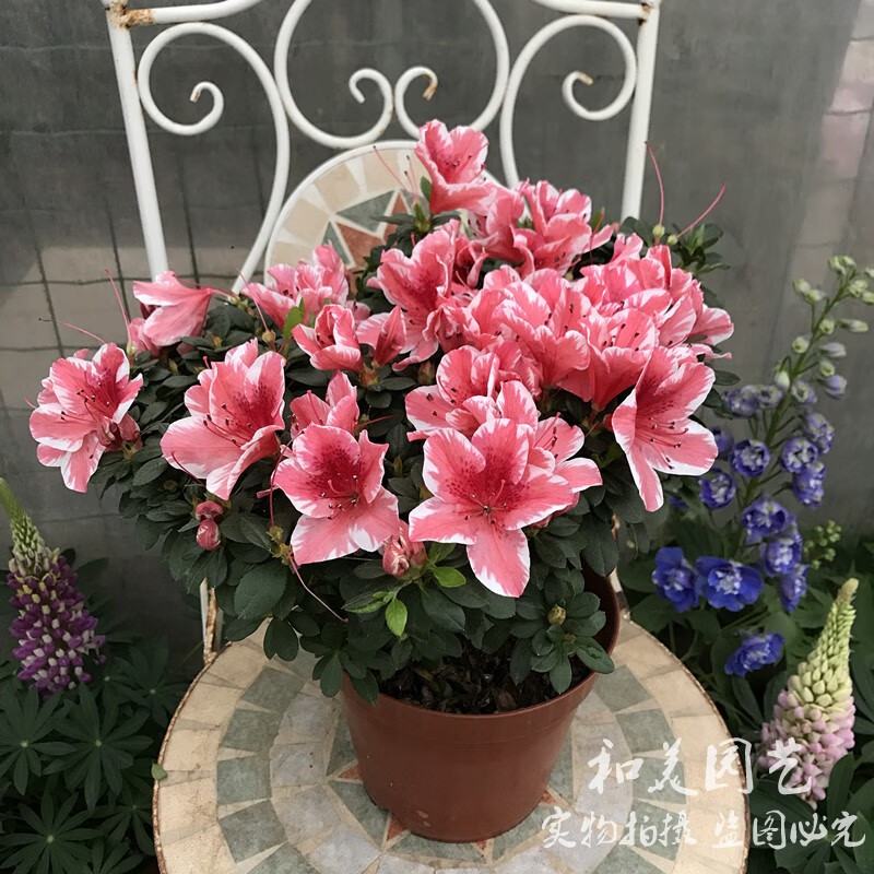 稀有绿杜鹃百合杜鹃艳丽桔红杜鹃紫色杜鹃花独杆西玛45年大盆杜鹃不含