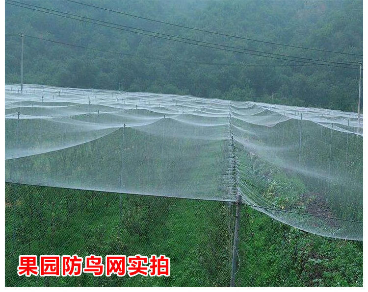 donghao果园防鸟网葡萄樱桃网大棚果树防鸟用的网鱼塘