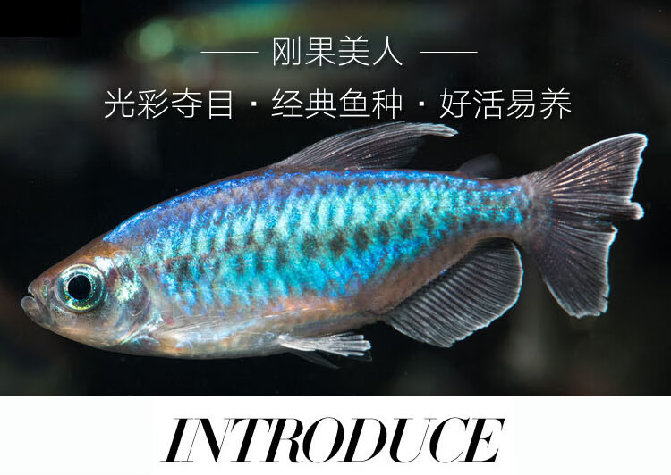 刚果美人鱼水族宠物观赏鱼可混养彩色群游鱼小型可混养热带鱼活体水