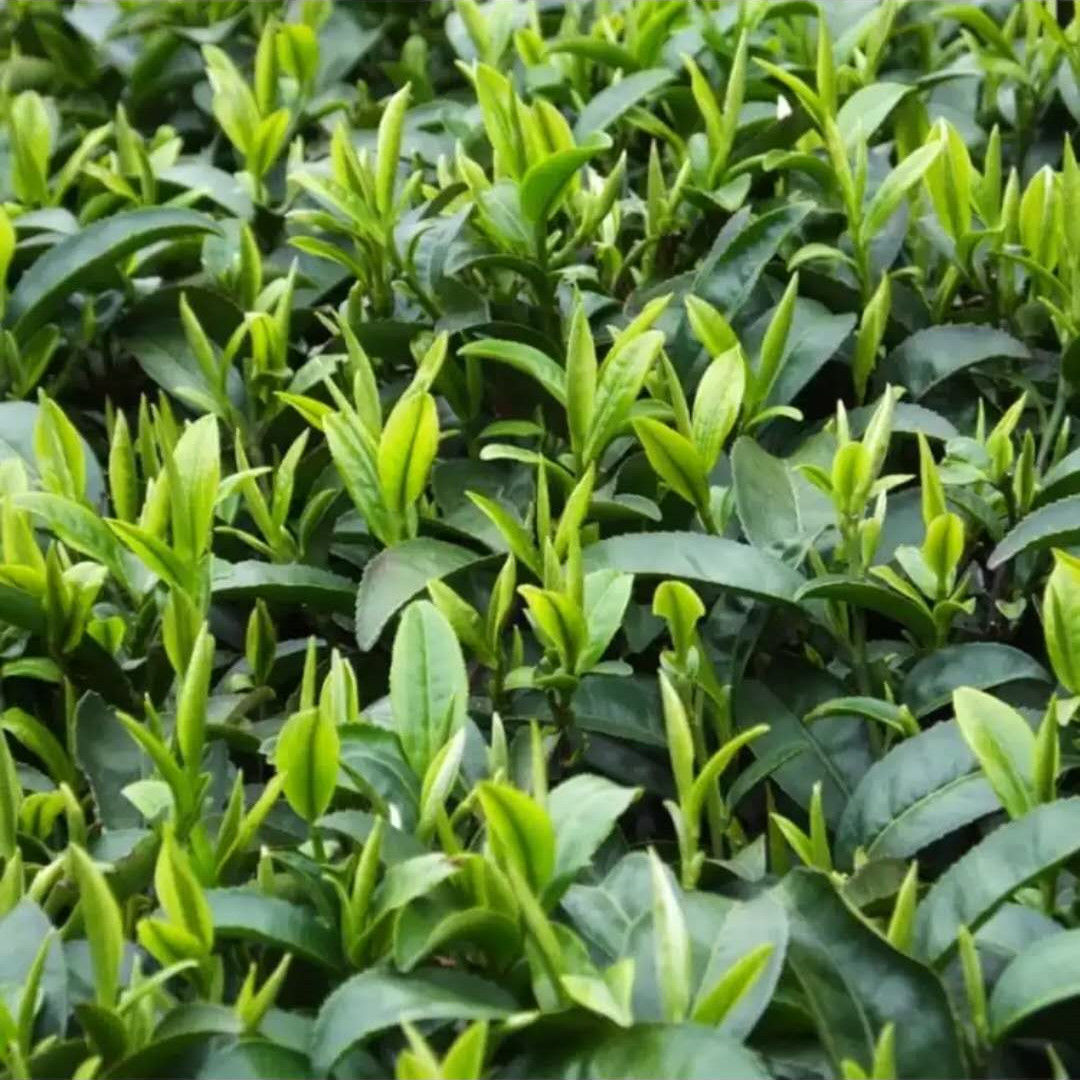 2021年新茶陕西安康紫阳富硒茶陕南特级炒青绿茶茶叶500克高山茶