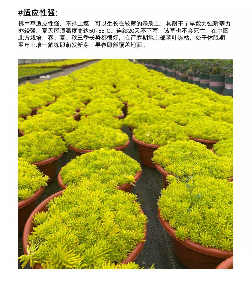 黄金佛甲草盆栽花镜工程绿化万年草垂吊多肉植物组合盆栽黄金佛甲草