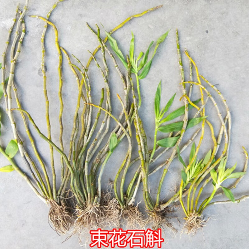 吊养石斛 天宫石斛 喇叭唇石斛 紫菀石斛 晶帽石斛 肿
