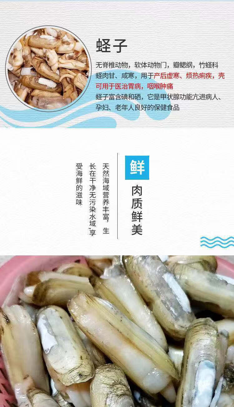 鲜活长街蛏子 三门蛏子王 新鲜纯小鲜人大蛏子竹节蛏 浙江/上海/江苏
