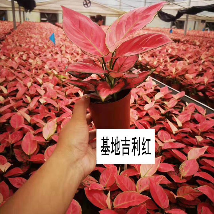 如意皇后盆栽室内吉利红水养水培植物好养绿植中国红万年红花卉如意90