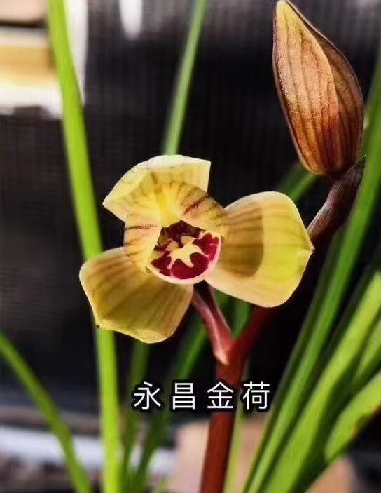 云南浓香兰花苗莲瓣兰大雪素兰花盆栽阳台花卉绿植素冠荷鼎4苗连体不