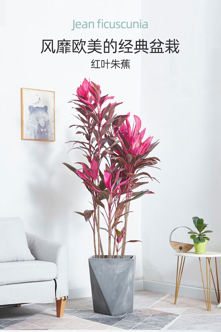 【送货到家】红叶朱蕉盆栽大型室内客厅公司卧室吸甲醛净化空气观叶