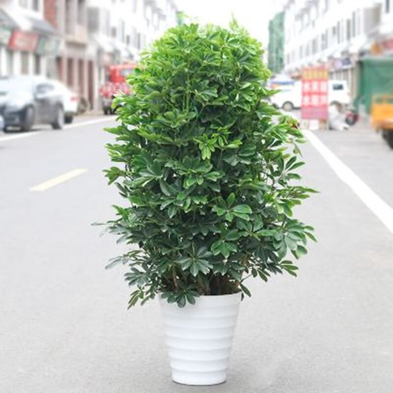 发财树盆栽植物室内客厅大型绿植盆景四季常青办公室开业树吸除甲醛