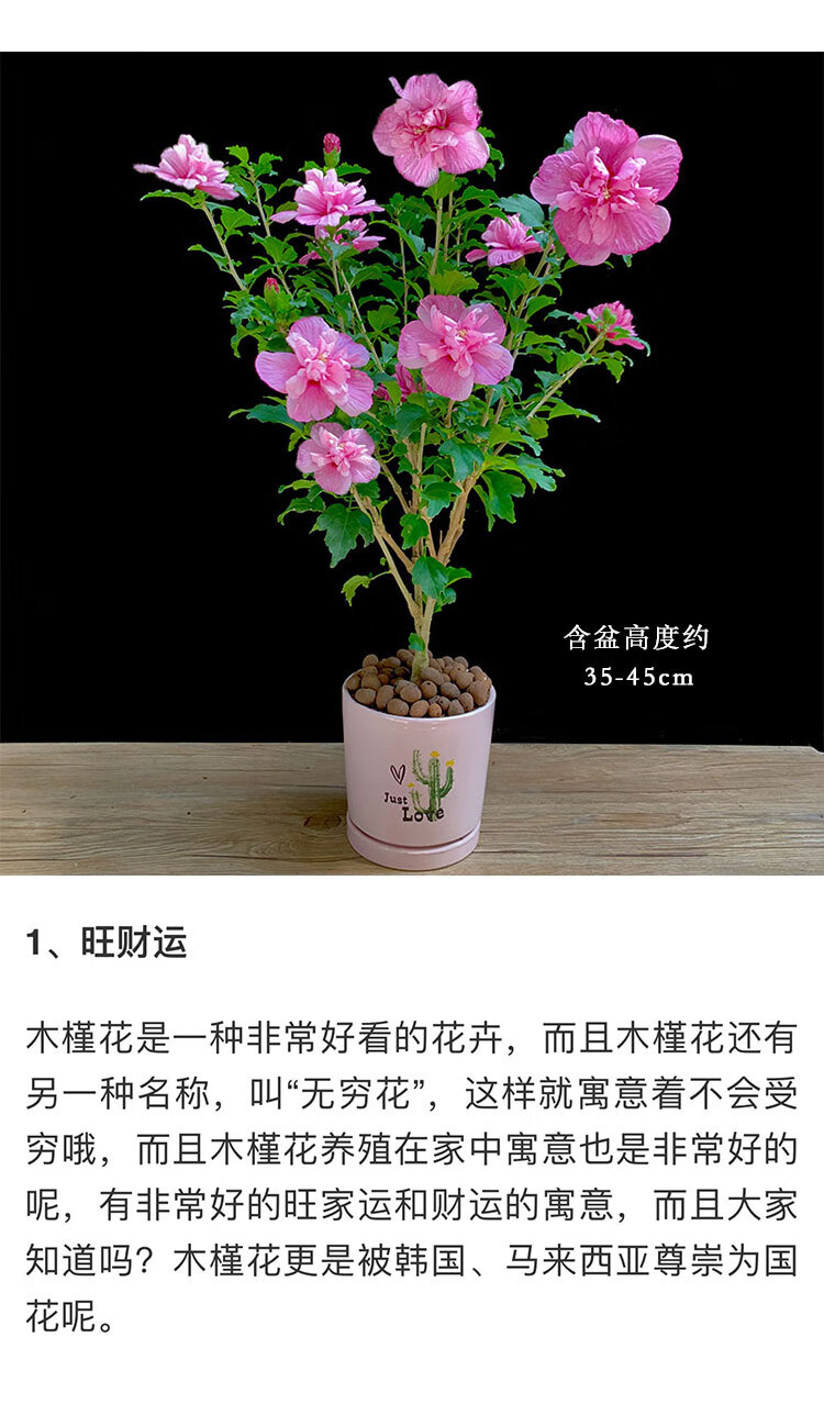 重瓣木槿花盆栽牡丹植物阳台庭院四季开花室内外木本花卉耐热旺财木槿