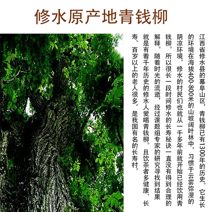 江西修水青钱柳原叶茶野生青钱柳茶古树清金钱柳茶叶