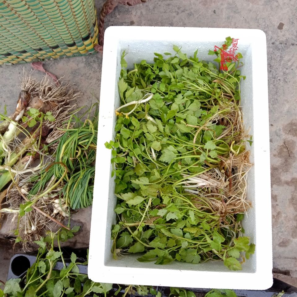 野生水芹菜 贵州野芹菜 新鲜河芹 清香野菜 现摘现发 本地野蔬菜 1斤