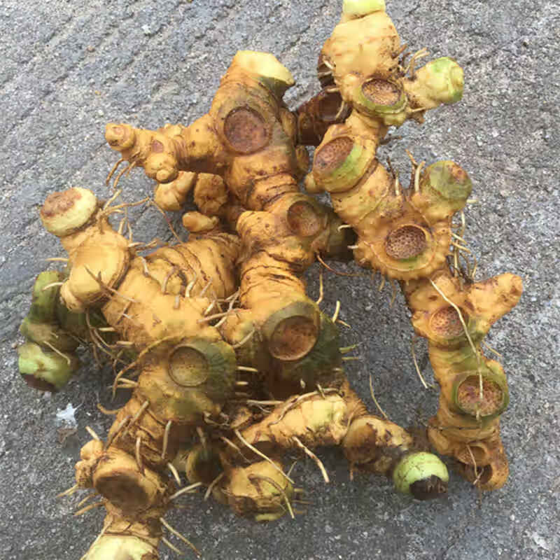 野生特级新鲜黄精药材姜形多花九华山生鲜鸡头山黄精老虎姜 500g