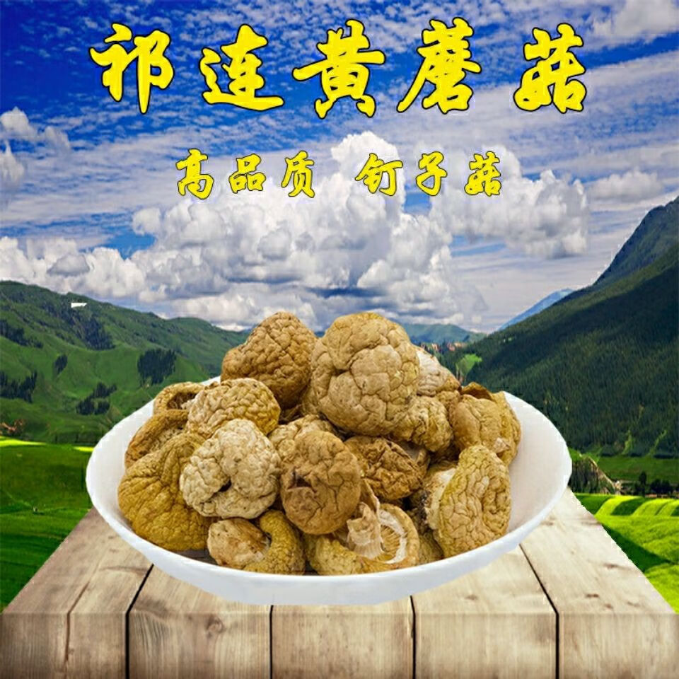 青海特产黄菇干货祁连山小黄蘑菇菌皇菇丁子菇黄蘑菇