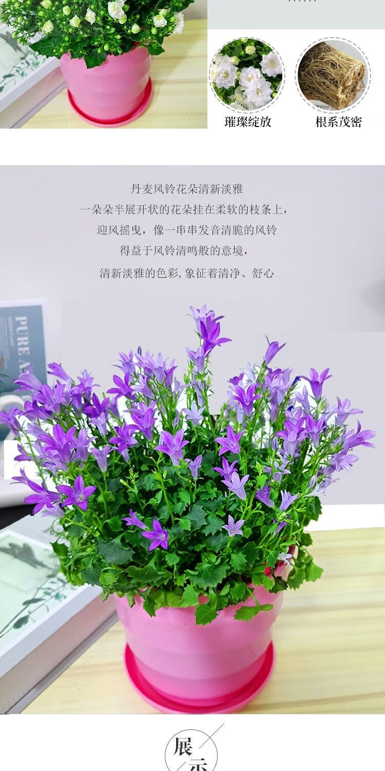 精选蓝紫色重瓣丹麦梦露风铃花草盆栽植物带花苞室内客厅花卉四季易活