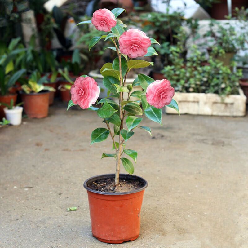 茶花苗室内盆栽 山茶花树苗 油茶苗当年开花 碧血丹心