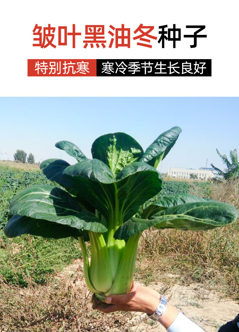 蔬菜菜种杭州乌油冬儿种籽菜籽孑青菜籽种油菜皱叶黑油冬菜种子300粒