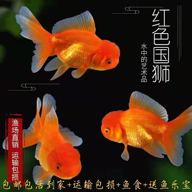 金鱼小型活体红国狮观赏鱼冷水淡水宠物鱼好养风水招