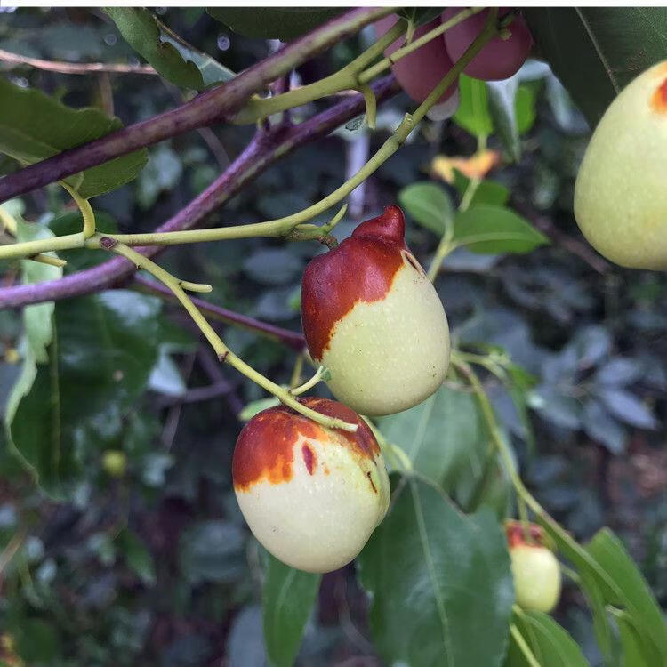 艾维卡 嫁接枣树苗特大沾化冬枣当年结果枣子树苗南方北方庭院种植