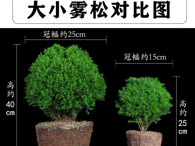 雾松盆景植物雾凇盆栽室内好养办公室桌面小绿植四季常青阳台花卉