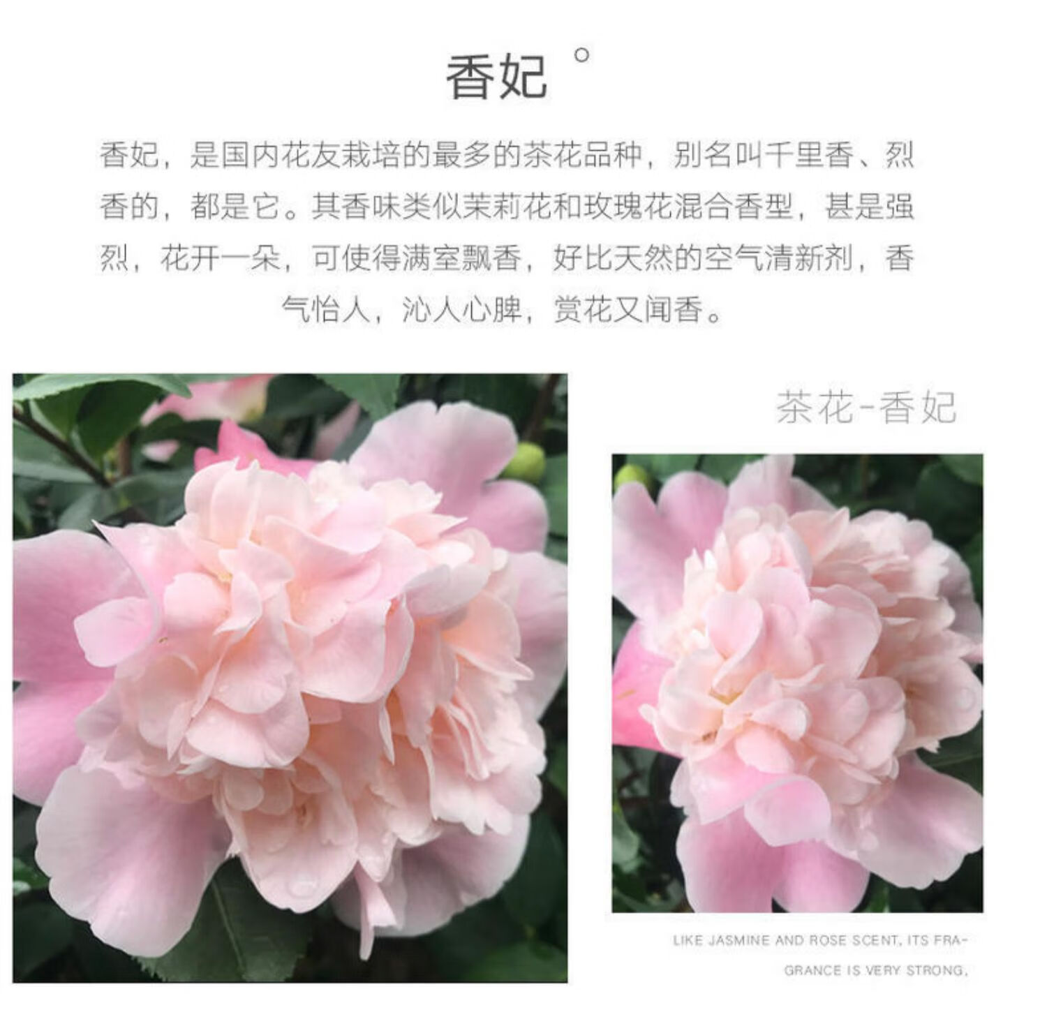 耐寒山茶花树苗庭院别墅香妃茶植物室外绿植大型盆栽四季常青花卉 6