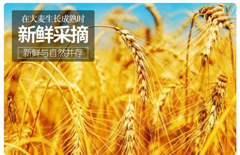 大麦茶养胃吸油大麦茶浓香型全麦芽回奶原味精选烘培大麦茶3斤1500克