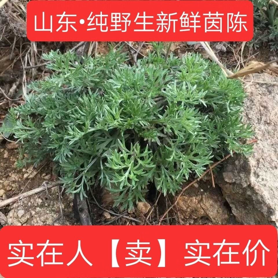 野生茵陈白蒿1斤2021年新鲜野菜现挖现发茵陈茶茵陈草茵陈蒿