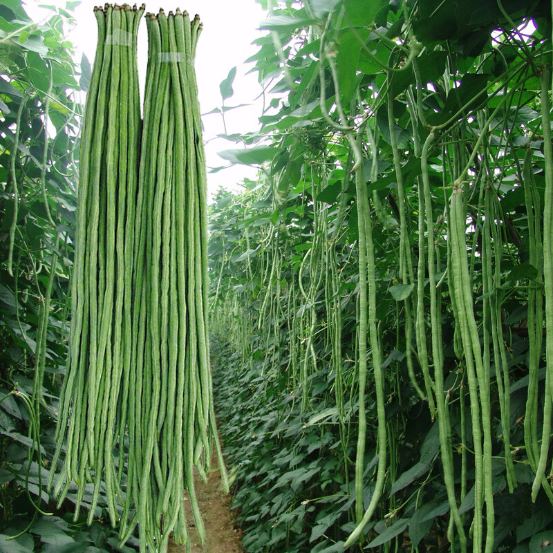 园艺红眉豆角苗籽 四季豆苗豇豆苗扁豆苗菜种盆栽蔬菜