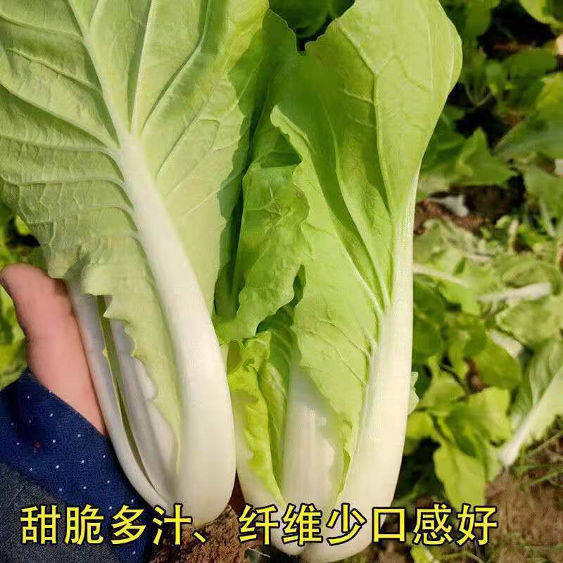 现挖新鲜生菜沙拉菜新鲜奶油小白菜奶白菜小青菜5斤净重生菜纸箱