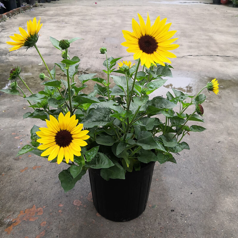 光辉岁月向日葵花苗盆栽多年生持续开花阳台庭院花卉植物向日葵光辉