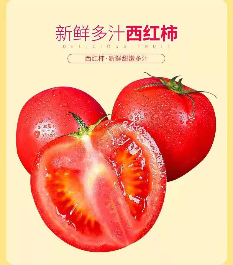 山东普罗旺斯沙瓤西红柿批发西红柿大番茄新鲜蔬菜生吃水果3/5斤 5斤