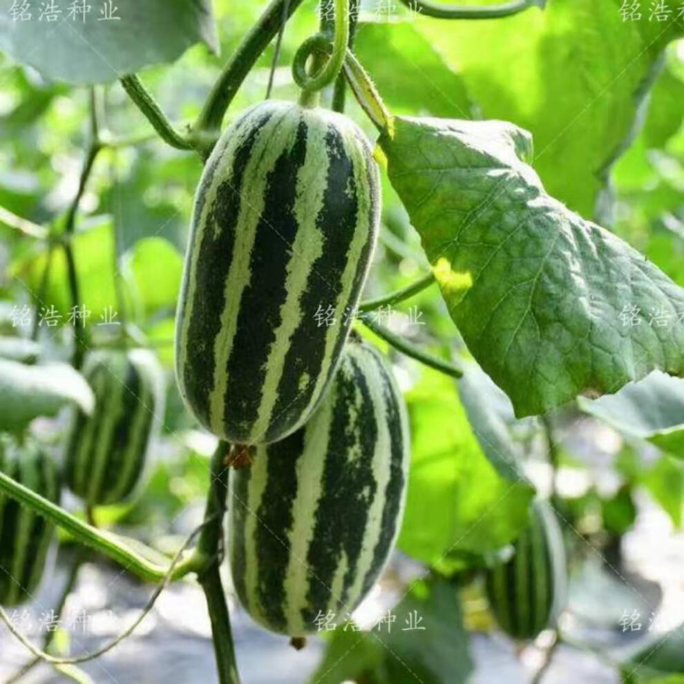 夏娃佳美甜瓜种子博洋系列特大薄皮香瓜种籽早熟高产春季四季水果夏娃