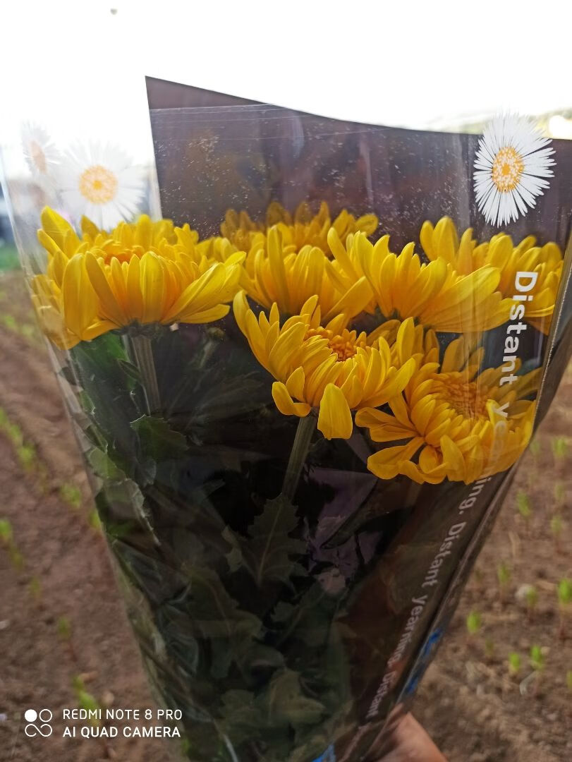 轻奢芊阙鲜花白菊花祭祀冬至清明扫墓专用白菊黄菊鲜花基地现采现发