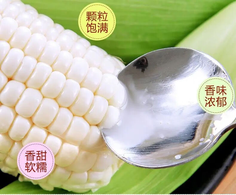白糯玉米新鲜香甜粘玉米棒牛奶玉米批发包谷农家自种当天现摘现发白糯