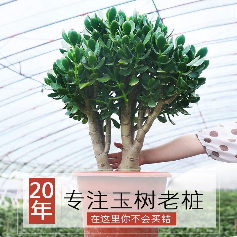 轻奢芊阙玉树盆栽多肉老桩四季常青厚脸皮室内办公室阳台耐旱绿植花卉