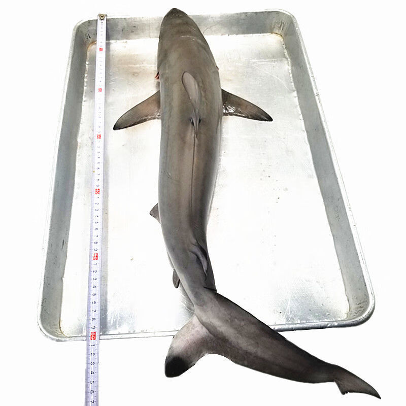 5斤一只整条发货海捕鱼海鲜滋补非白鲨鱼食用2斤 8斤(共1-3条猫鲨)