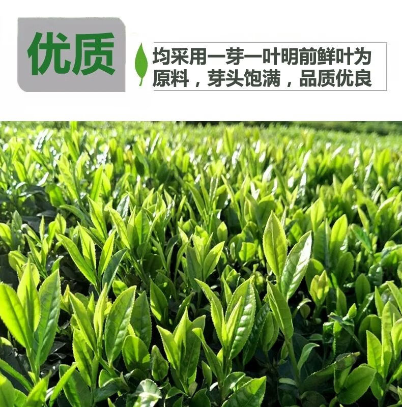 五峰芽毛尖茶叶绿茶 2021新茶明前春茶特级嫩芽 日照足高山云雾茶 250