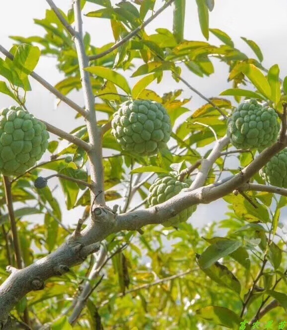 嫁接释迦果树苗台湾凤梨释迦果苗佛陀果树苗番荔枝苗当年结果包邮8年