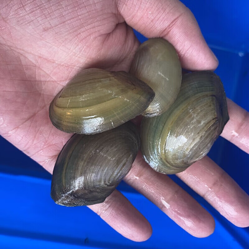 【京东推荐】迷你小河蚌苗活体淡水冷水观赏原生小型水族宠物旁皮鱼