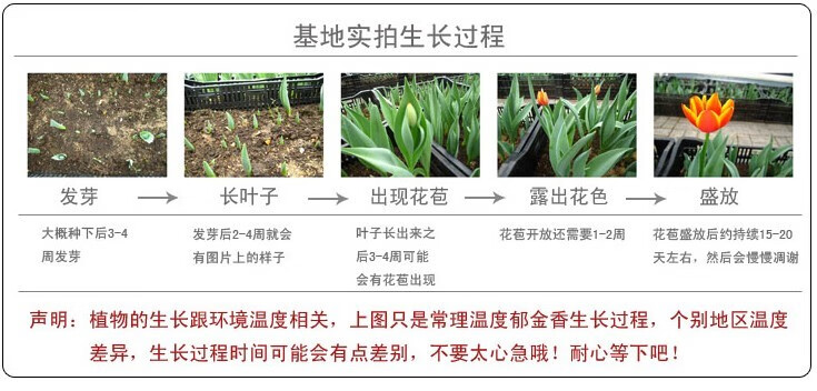 伊织春 荷兰郁金香种球盆栽 球根花卉植物盆栽多年生植物大球带芽重瓣