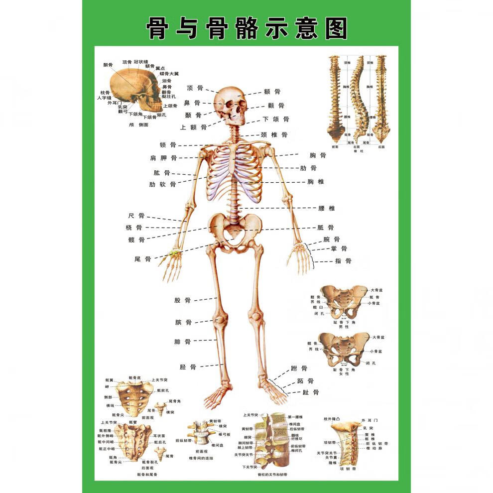 人体全身骨骼结构示意图肌肉结构解剖示意图医院解剖海报展板人体骨骼