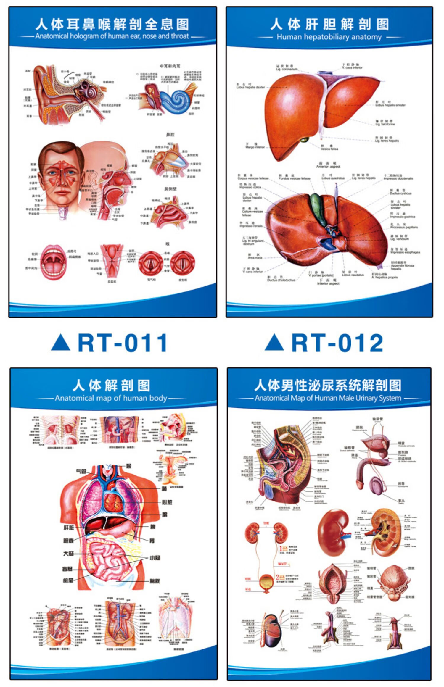 人体解剖图结构示意图人体内脏器官骨骼肌肉构造挂图全身解刨图片1