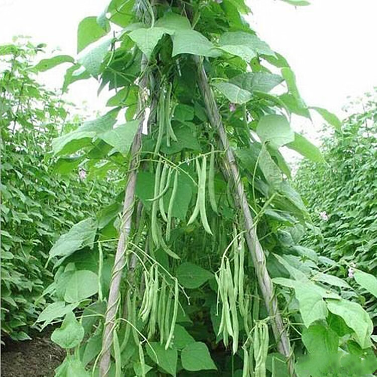 红花白荚四季豆种子阳台四季播架豆种籽庭院爬藤盆栽果蔬菜豆籽种红花