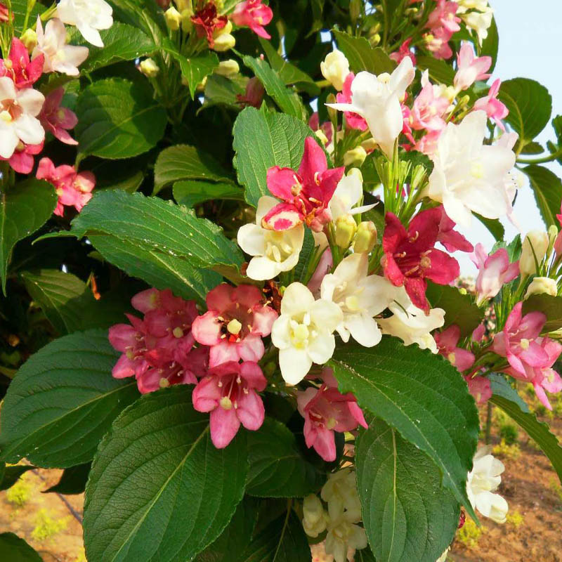 富满升 五彩锦带庭院绿化树耐寒红王子锦带花苗植物槿带花苗花卉 五彩