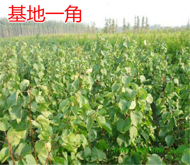 树苗特大早熟甜杏子苗南方北方种植盆栽地栽果树苗当年结果 新疆红杏