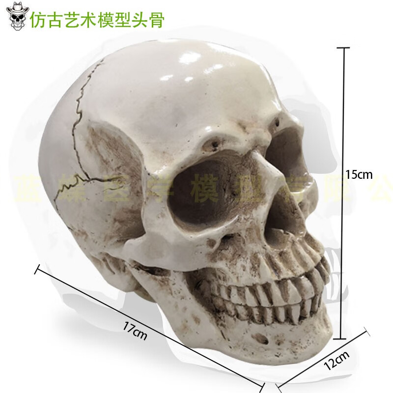 高精度仿真11人头骨模型树脂骷髅头艺术用头骨美术临摹模型下巴分体可