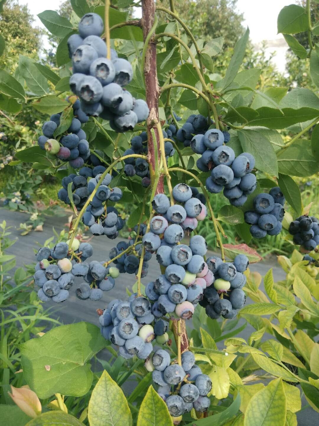蓝莓树果苗盆栽地栽四季水果树当年结果南方北方种植