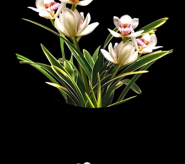 十大名贵兰花 盆栽花四季开花浓香型花卉 兰花带花苞